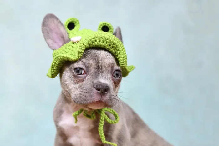 Framed Print : Cute young Lilac Brindle French Bulldog dog puppy with knitted frog hat Framed Print : Cute young Lilac Brindle French Bulldog dog puppy with knitted frog hat