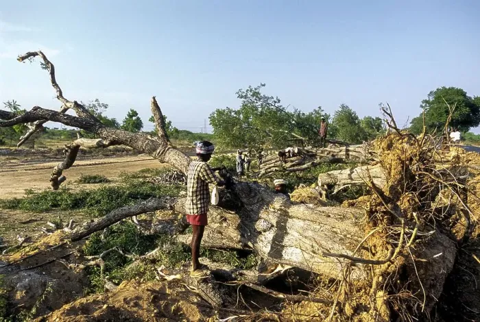 Framed Print : Cutting the trees, Tamil Nadu, South India