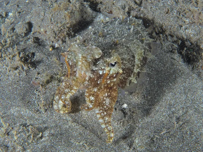Framed Print : A cuttlefish, Common cuttlefish (Sepia officinalis) juvenile