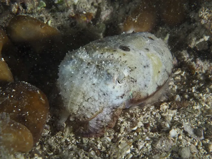 Framed Print : Cuttlefish, Common cuttlefish (Sepia officinalis) juvenile