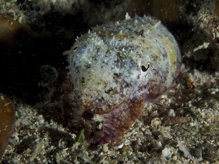 Framed Print : Cuttlefish, Common cuttlefish (Sepia officinalis) juvenile camouflaged in the dark underwater area on sand