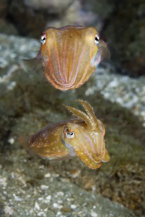 Framed Print : Cuttlefish mating dance, Sepia sp Framed Print : Cuttlefish mating dance, Sepia sp