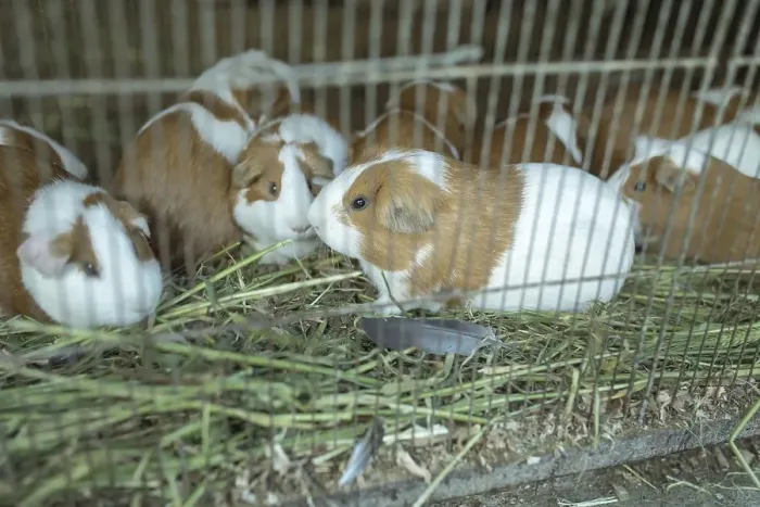 Framed Print : Cuys, giant guinea pigs (Cavia porcellus) Framed Print : Cuys, giant guinea pigs (Cavia porcellus)