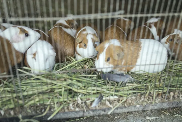 Framed Print : Cuys, giant guinea pigs (Cavia porcellus) Framed Print : Cuys, giant guinea pigs (Cavia porcellus)
