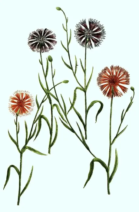 Framed Print : Cyanus hortensis, cornflower (Centaurea cyanus)