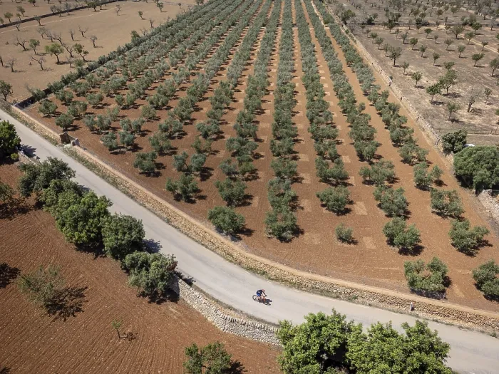 Framed Print : Cyclist in front an olive grove on the way to L'Aguila