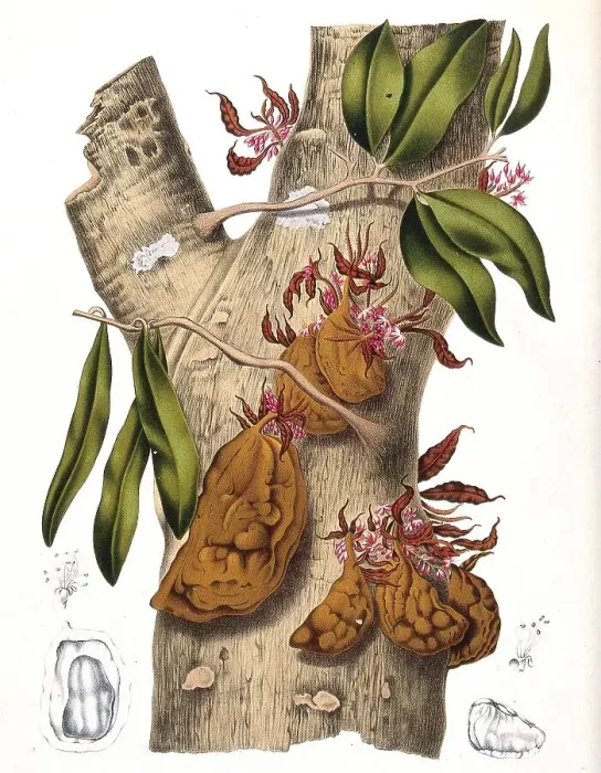 Framed Print : Cynometra cauliflora, colloquially rarely called Nam-Nam Framed Print : Cynometra cauliflora, colloquially rarely called Nam-Nam