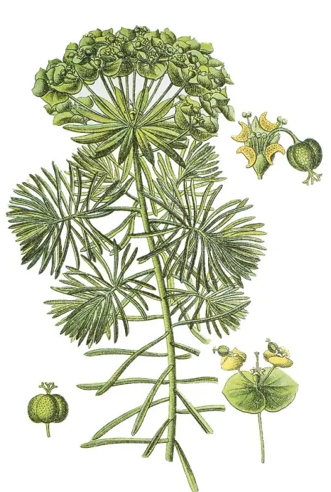 Framed Print : Cypress spurge (Euphorbia cyparissias)