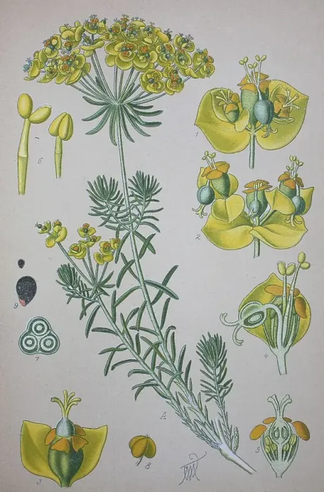 Framed Print : Cypress Spurge (Euphorbia cyparissias) Framed Print : Cypress Spurge (Euphorbia cyparissias)