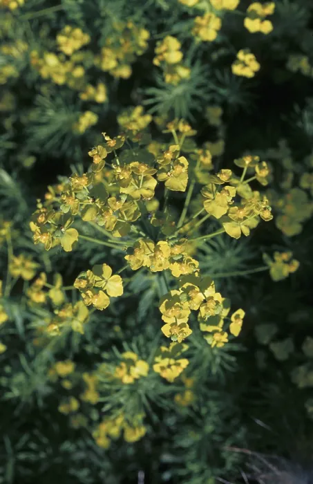 Framed Print : Cypress spurge (Euphorbia cyparissias) Framed Print : Cypress spurge (Euphorbia cyparissias)
