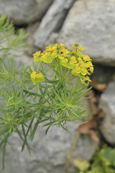 Framed Print : Cypress spurge (Euphorbia cyparissias) Framed Print : Cypress spurge (Euphorbia cyparissias)