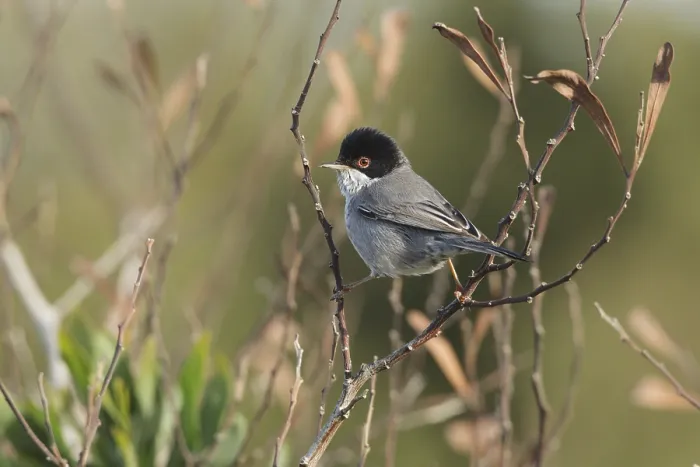 Framed Print : Cyprus Warbler (Sylvia melanothorax) male