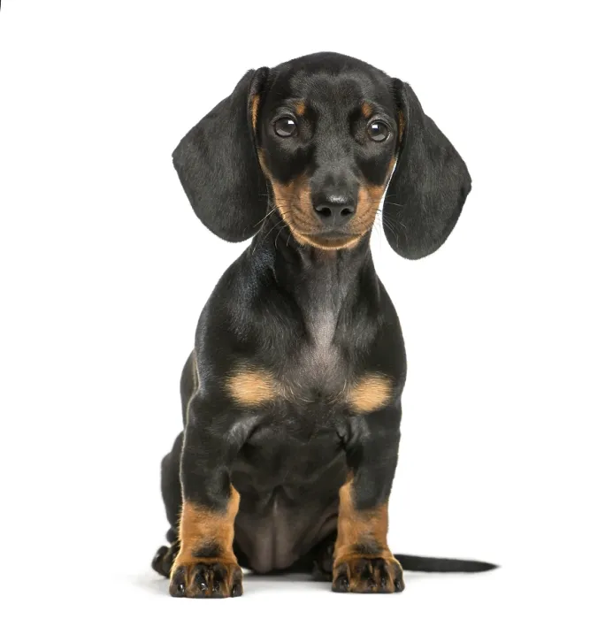 Framed Print : Dachshund, 2 months old, sitting in front of white background