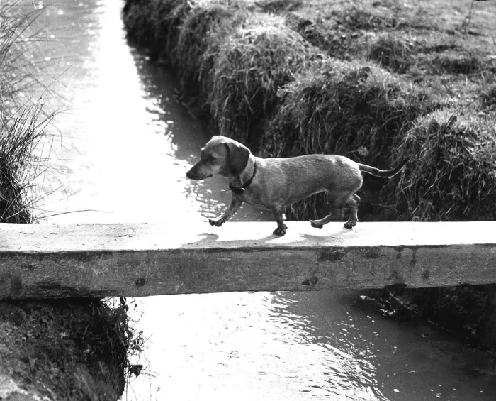 Framed Print : Dachshund crosses the river, ca Framed Print : Dachshund crosses the river, ca