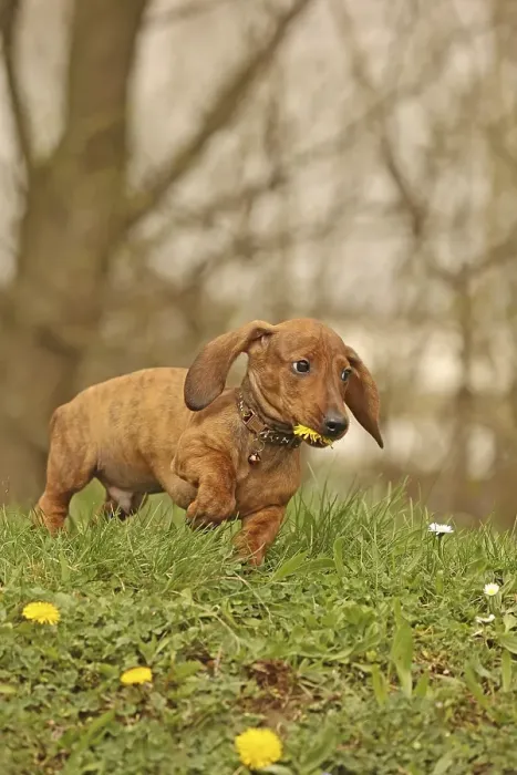 Framed Print : Dachshund, dachshund, young animal, 12 weeks old