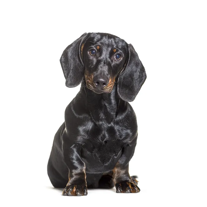 Framed Print : Dachshund dog, sitting in front of white background Framed Print : Dachshund dog, sitting in front of white background