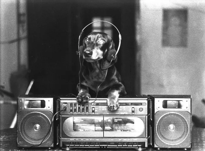 Framed Print : Dachshund with headphones and stereo, ca