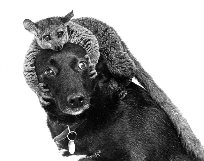 Framed Print : Dachshund with Maki on his head