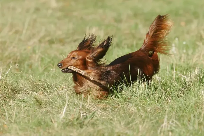 Framed Print : A dachshund plays with a stick in a meadow