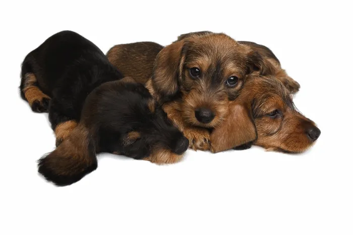 Framed Print : Three Dachshund puppies lies on white background