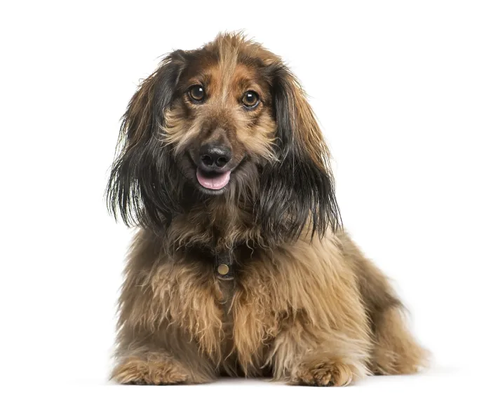 Framed Print : Dachshund, Sausage dog lying in front of white background