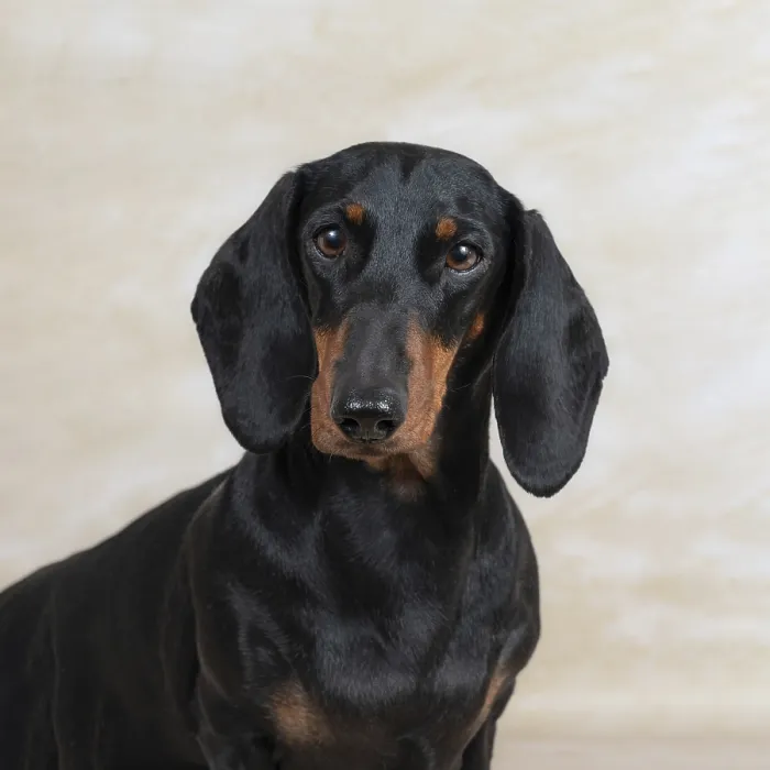 Framed Print : A dachshund with a sleek black coat poses against a light background Framed Print : A dachshund with a sleek black coat poses against a light background