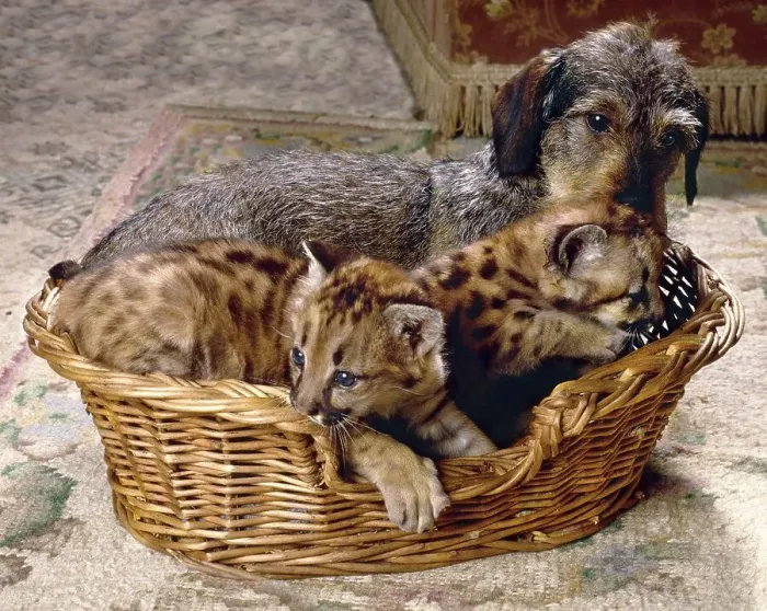 Framed Print : Dachshund and small feline predators in basket Framed Print : Dachshund and small feline predators in basket