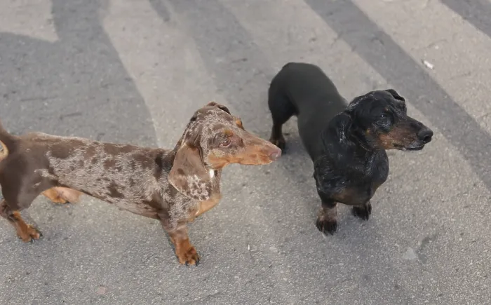 Framed Print : Two dachshunds on a walk, selective focus