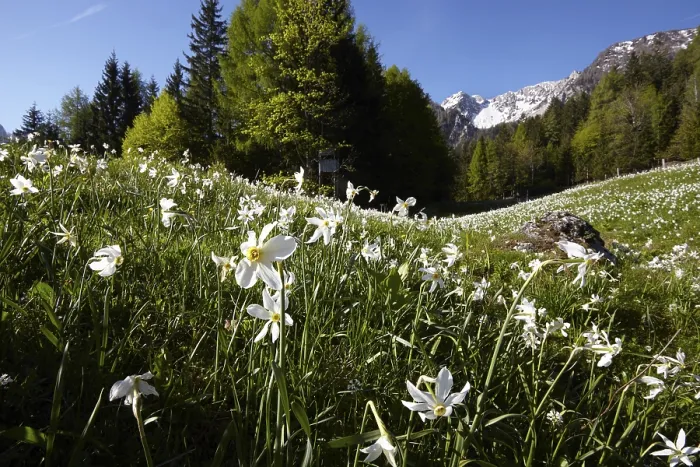 Framed Print : Daffodil meadow in Baerental, Carinthia