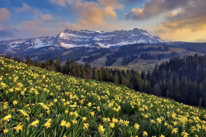 Framed Print : Daffodils (Narcissus) in bloom in front of Berg Hohgant in the evening