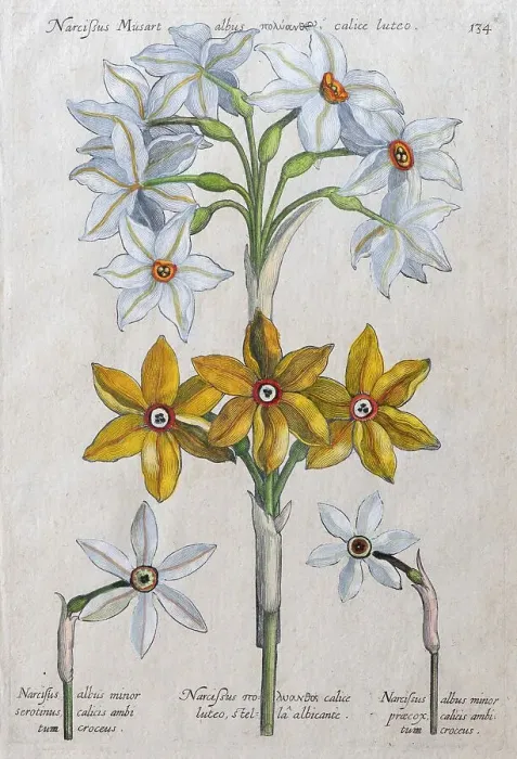 Framed Print : Daffodils (Narcissus), hand-coloured copper engraving by Johann Theodor de Bry