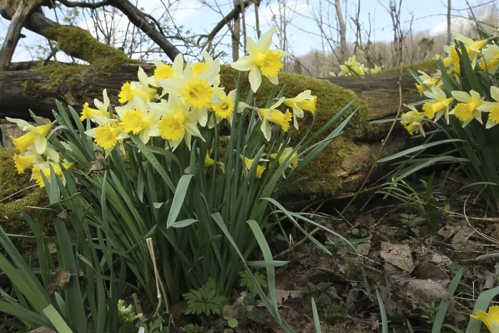 Framed Print : Daffodils or wild daffodils (Narcissus pseudonarcissus) Framed Print : Daffodils or wild daffodils (Narcissus pseudonarcissus)