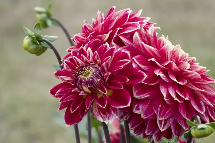 Framed Print : Dahlias (Dahlia), Munsterland