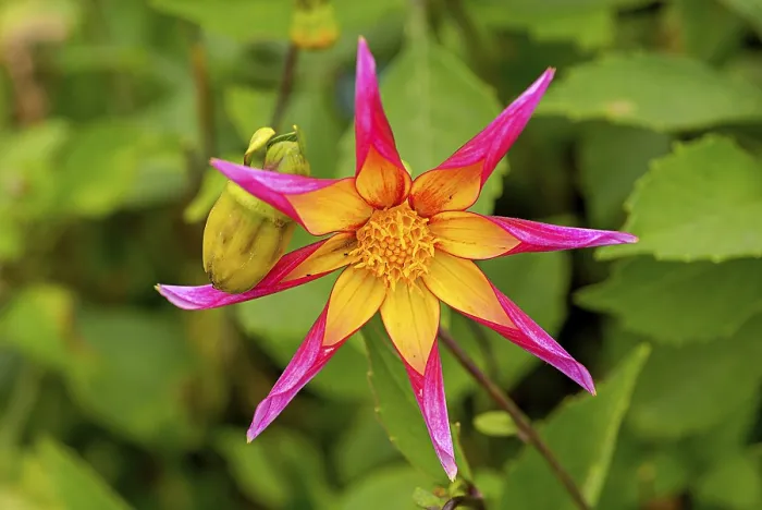 Framed Print : Dahlias (Dahlia), rarely also called Georgines