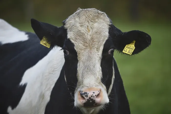 Framed Print : Dairy cow (Bos taurus) on pasture