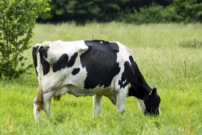 Framed Print : Dairy cow of the German Black Pied Cattle breed grazing in the Palatinate Framed Print : Dairy cow of the German Black Pied Cattle breed grazing in the Palatinate