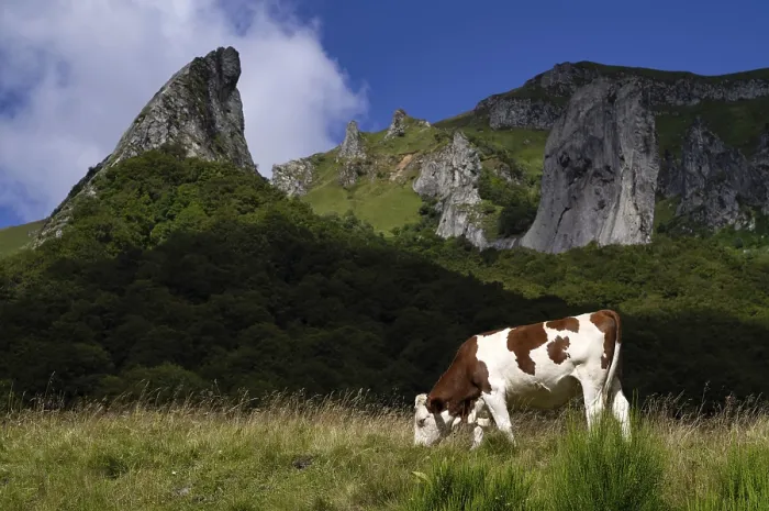 Framed Print : Dairy cow, La Crete de Coq and Dent de la Rancune