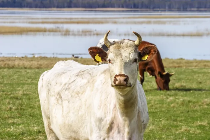 Framed Print : Dairy cow in a meadow by a lake