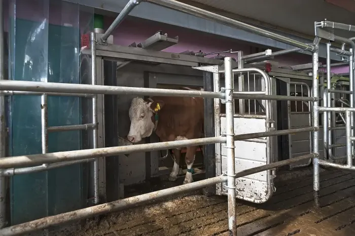 Framed Print : Dairy cow being milked by milking robot in modern barn