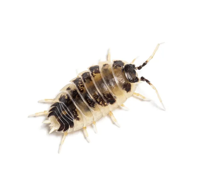 Framed Print : Dairy Cow Panda Isopod Woodlouse Framed Print : Dairy Cow Panda Isopod Woodlouse
