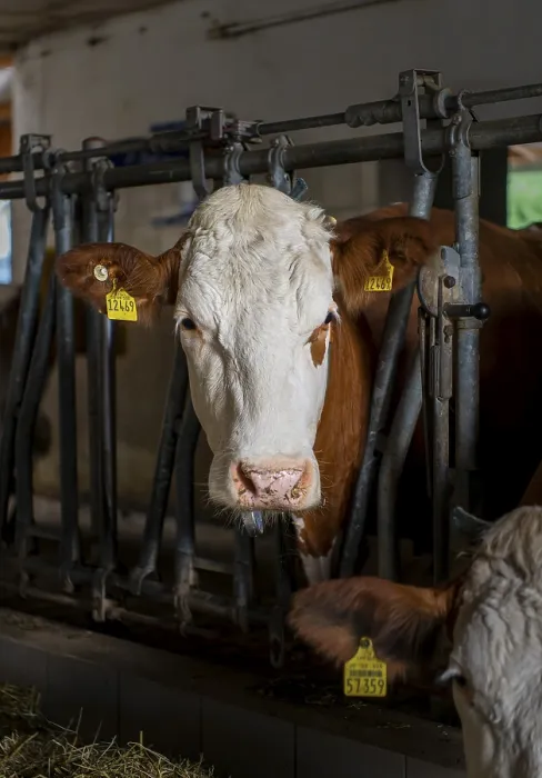 Framed Print : A dairy cow stands in a barn in Eitting
