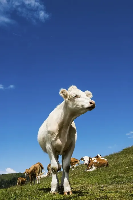 Framed Print : Dairy cows in front of a blue sky, Herzogenhorn, Southern Black Forest, Black Forest, Germany, Europe