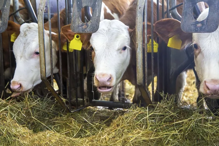 Framed Print : Dairy cows (Simmental Fleckvieh) in a dairy farmer's barn Dairy cows (Simmental Fleckvieh)