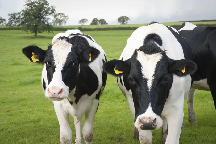 Framed Print : Dairy farm cows in Wiltshire, UK