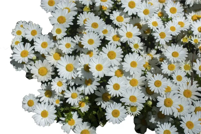 Framed Print : Daisies spring meadow flower Nature background flower