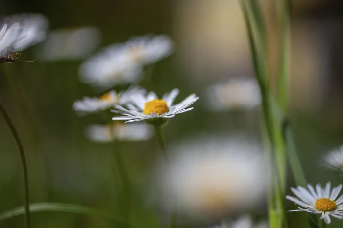 Framed Print : Daisy (Bellis perennis), daisy in a meadow