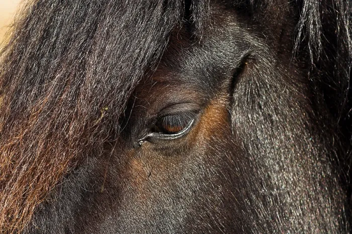 Framed Print : Dales pony, adult, close-up of face and mane
