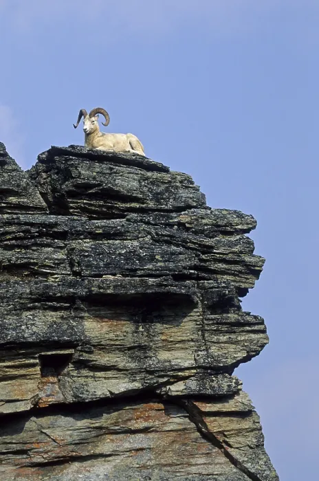 Framed Print : Dall Sheep (Ovis dalli) ram resting on a rock shelter (Alaskan snow sheep) Framed Print : Dall Sheep (Ovis dalli) ram resting on a rock shelter (Alaskan snow sheep)
