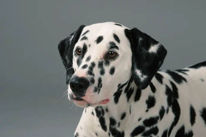 Framed Print : Dalmatian Framed Print : Dalmatian