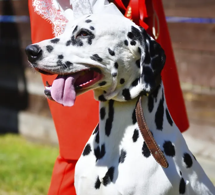 Framed Print : Dalmatian, or Dalmatian dog on a walk on a summer day